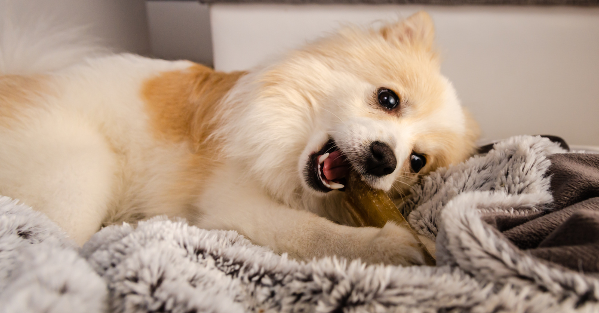 Your Dog Is In The Teething Phase