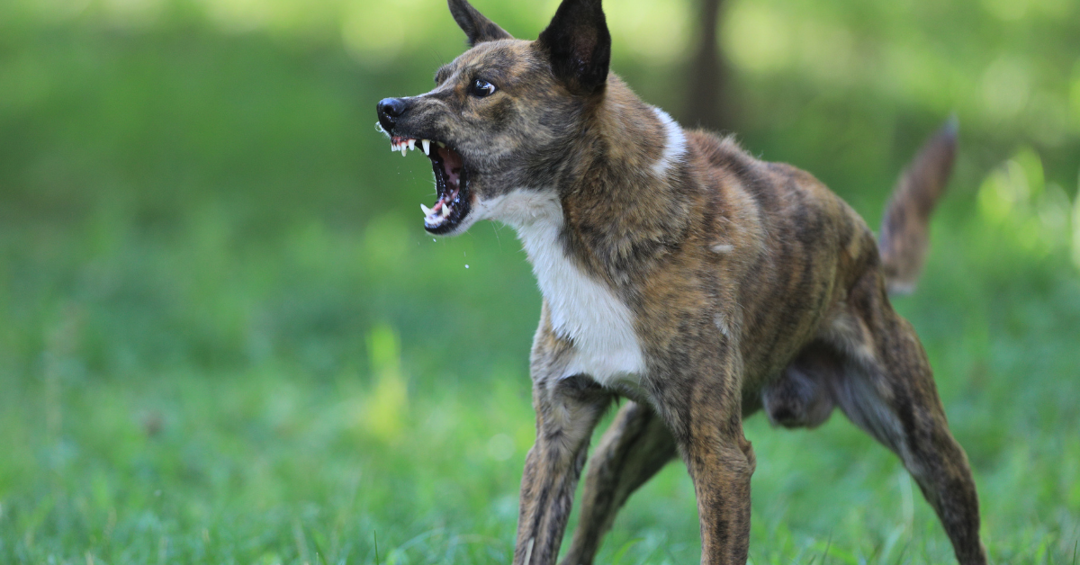 Could Lead to  Aggression in Dogs