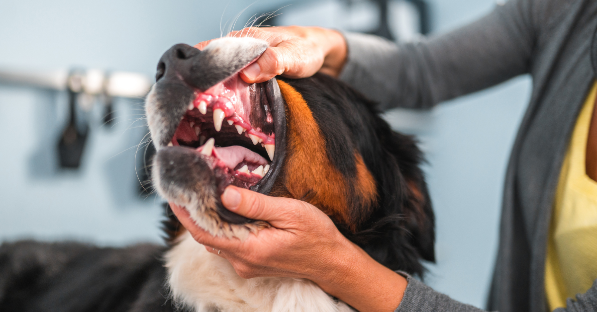 Dental Problems