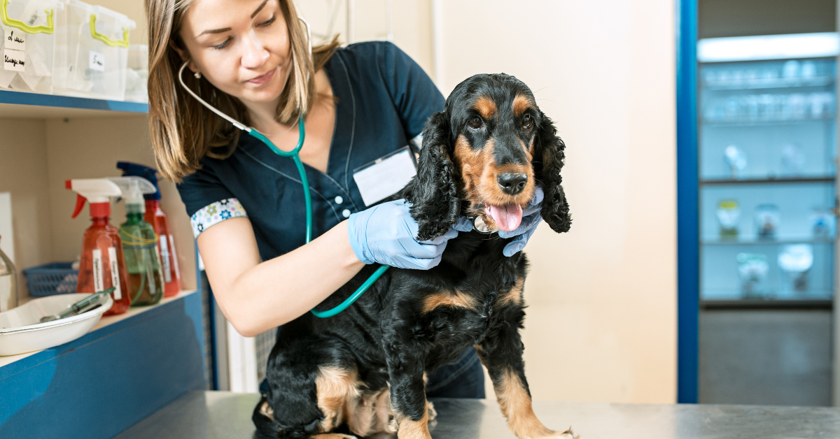 Get Your Dog Checked By a Vet
