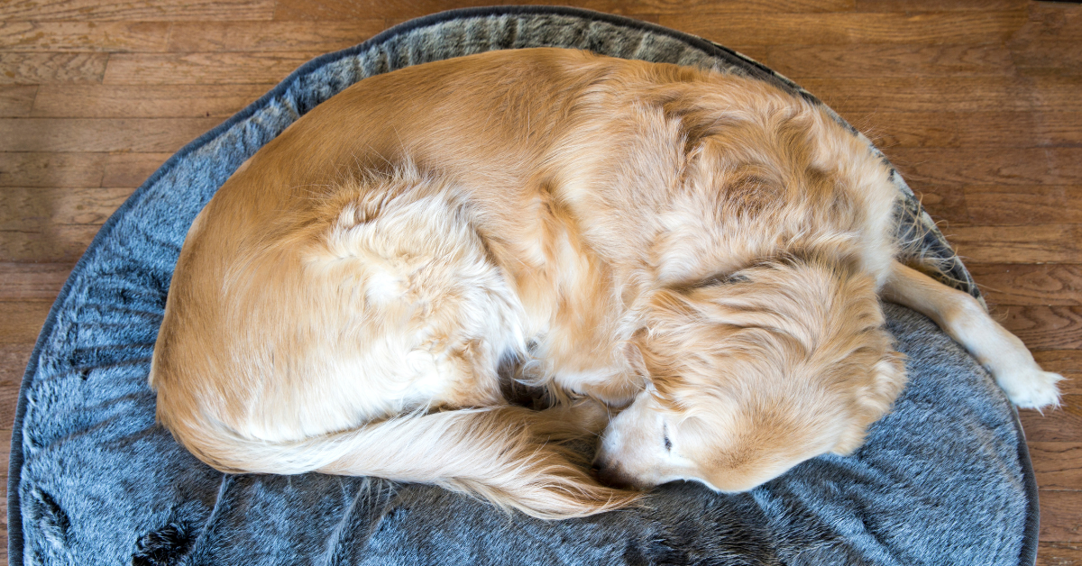 Give Your Dog A Comfortable Place to Sleep