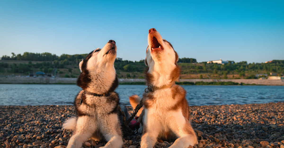 Is It Cruel to Make Your Dog Howl