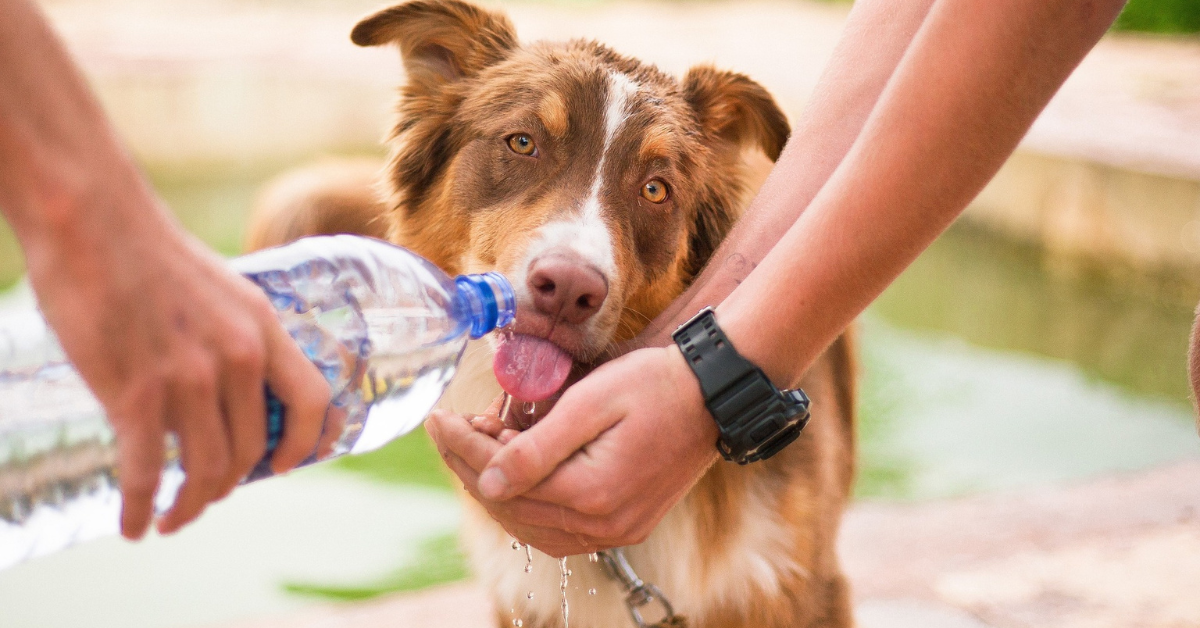 Keep Your Dog Hydrated