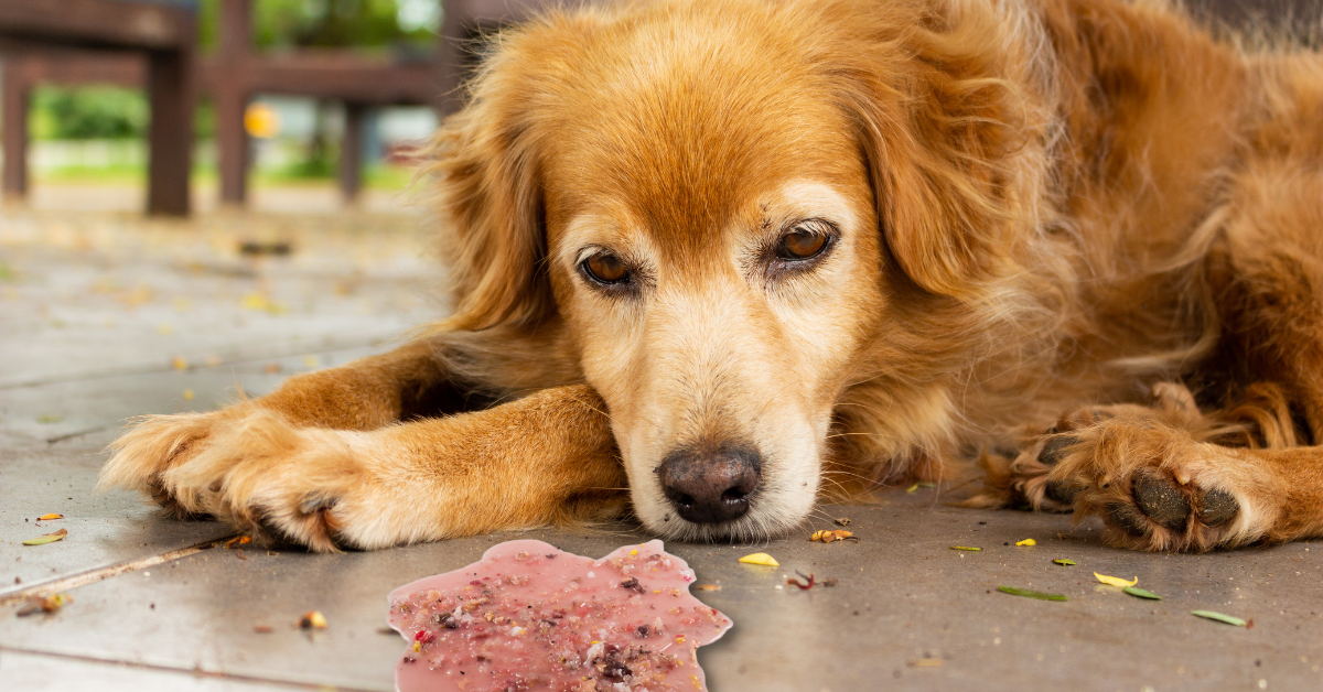 Vomiting Vs Regurgitation
