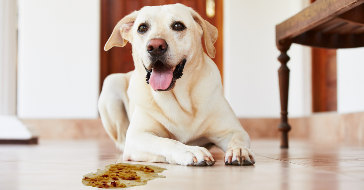 What to Do When an Old Dog Is Throwing Up?