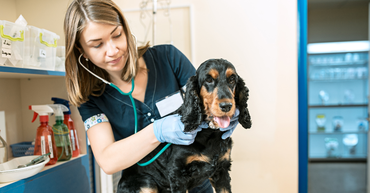 When to Call the Vet?