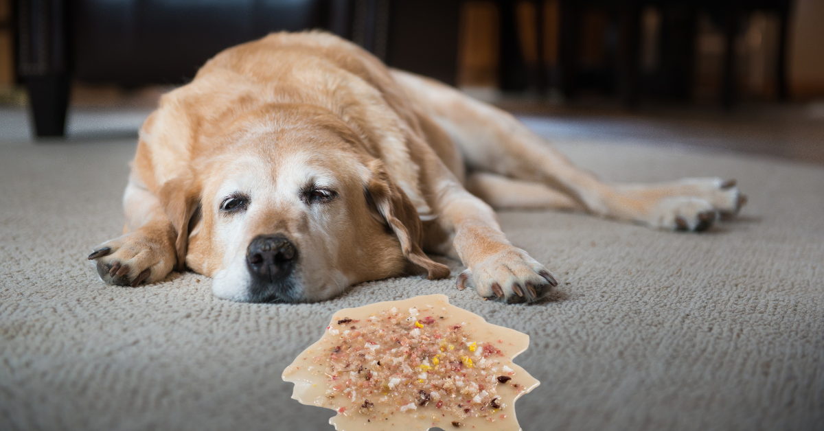 Why Is My Old Dog Throwing Up? Possible Reasons