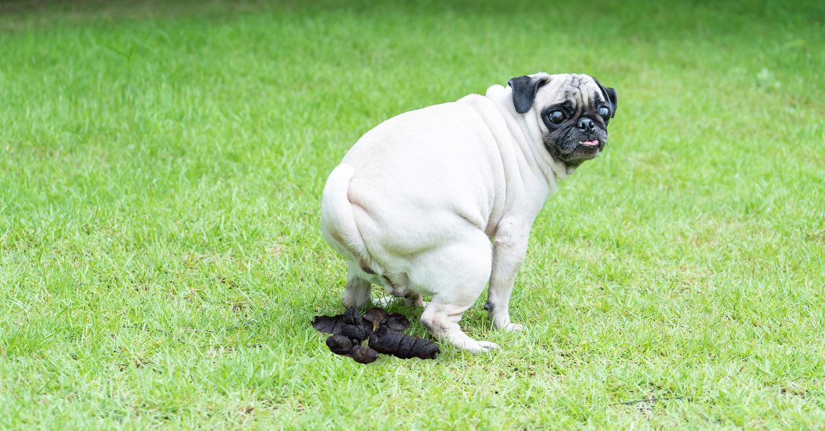 Dog Poop Black But Acting Normal? 9 Causes And Treatment Measures