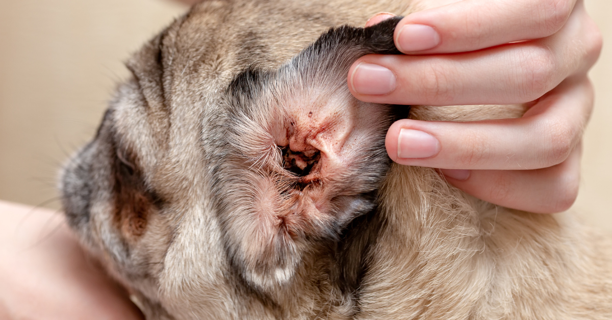 3 Common Causes of a Squishy Sound in a Dog's Ear