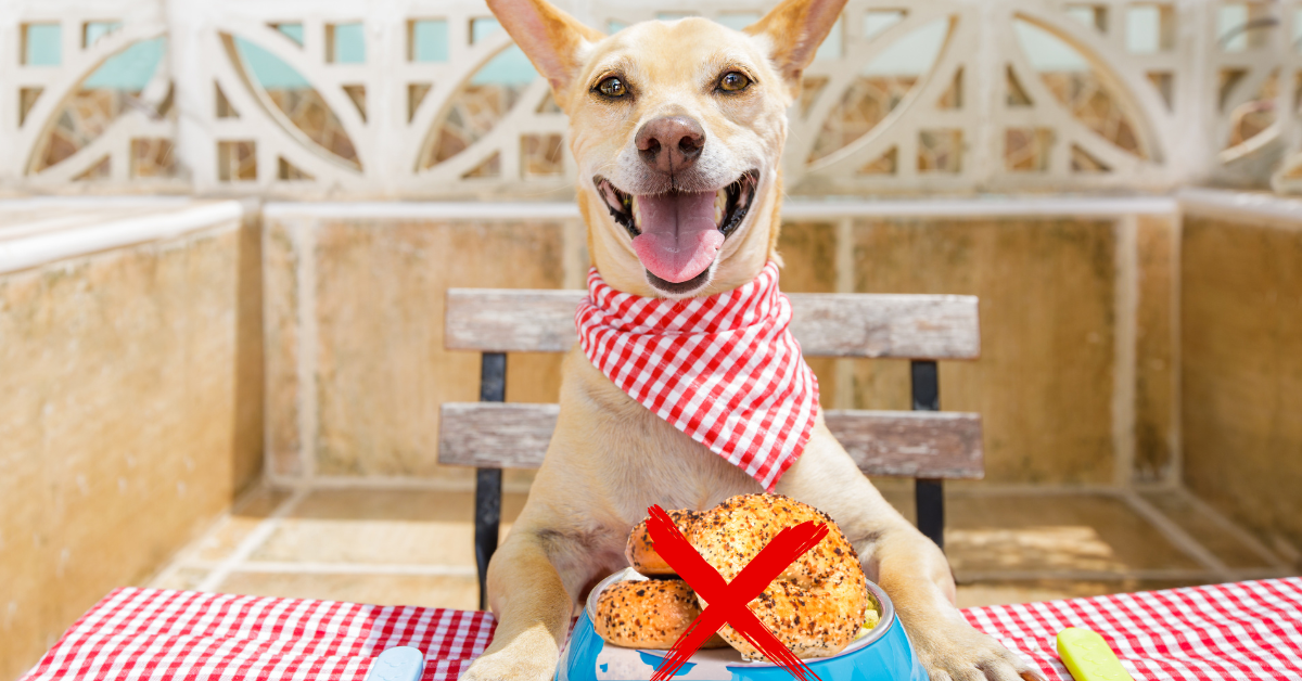 6 Probable Health Risks of Bagels for Dogs