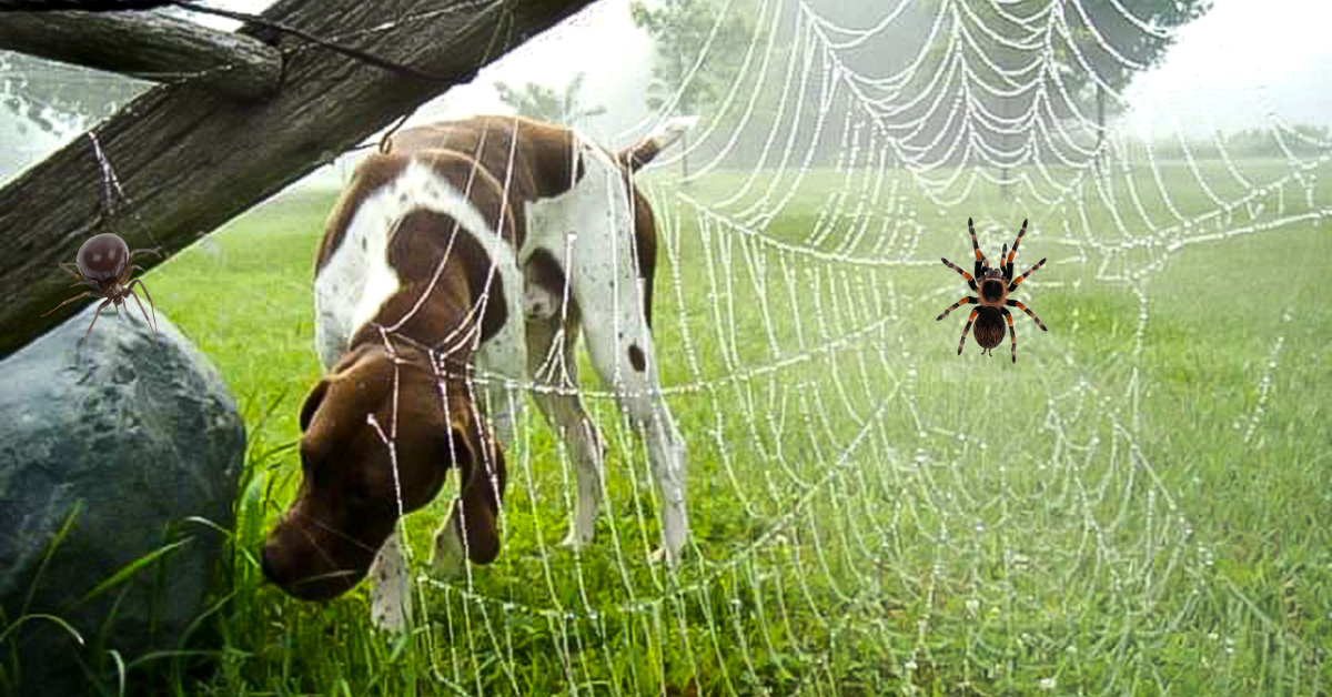 Can Dogs Eat Spiders