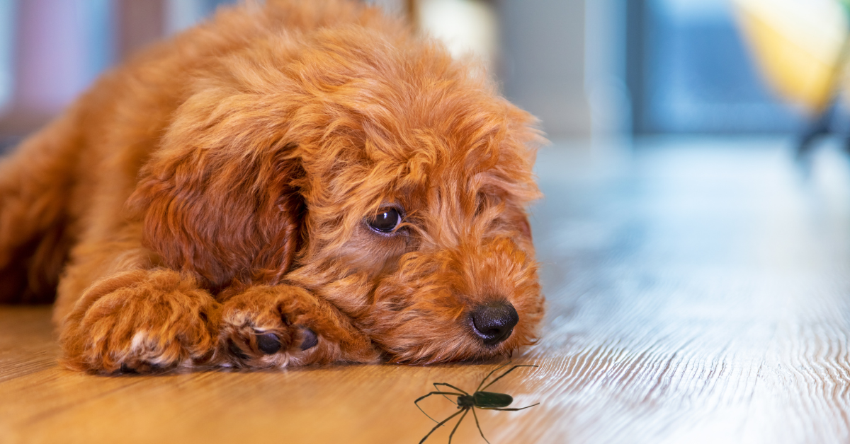 Can My Dog Get Sick From Eating A Dead Spider