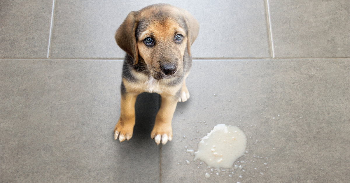Common Side Effects of Rimadyl on Dogs