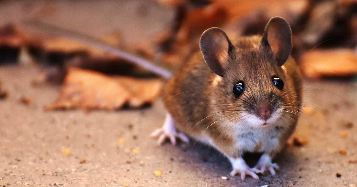 Diseases Directly Transmitted by Rodents