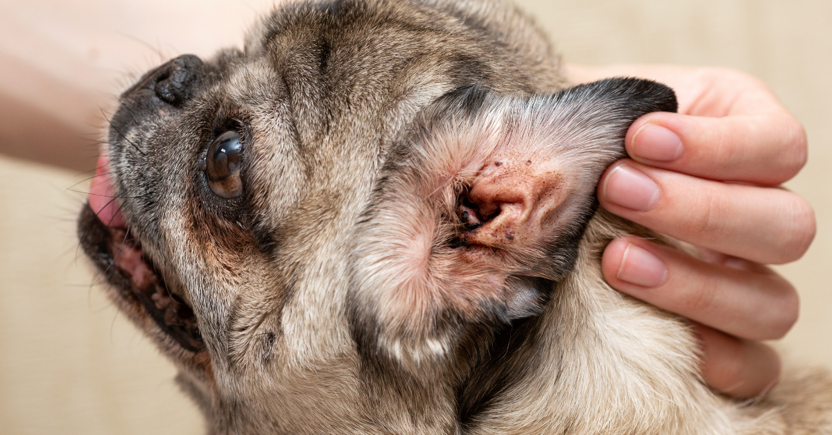 Identify the Problem