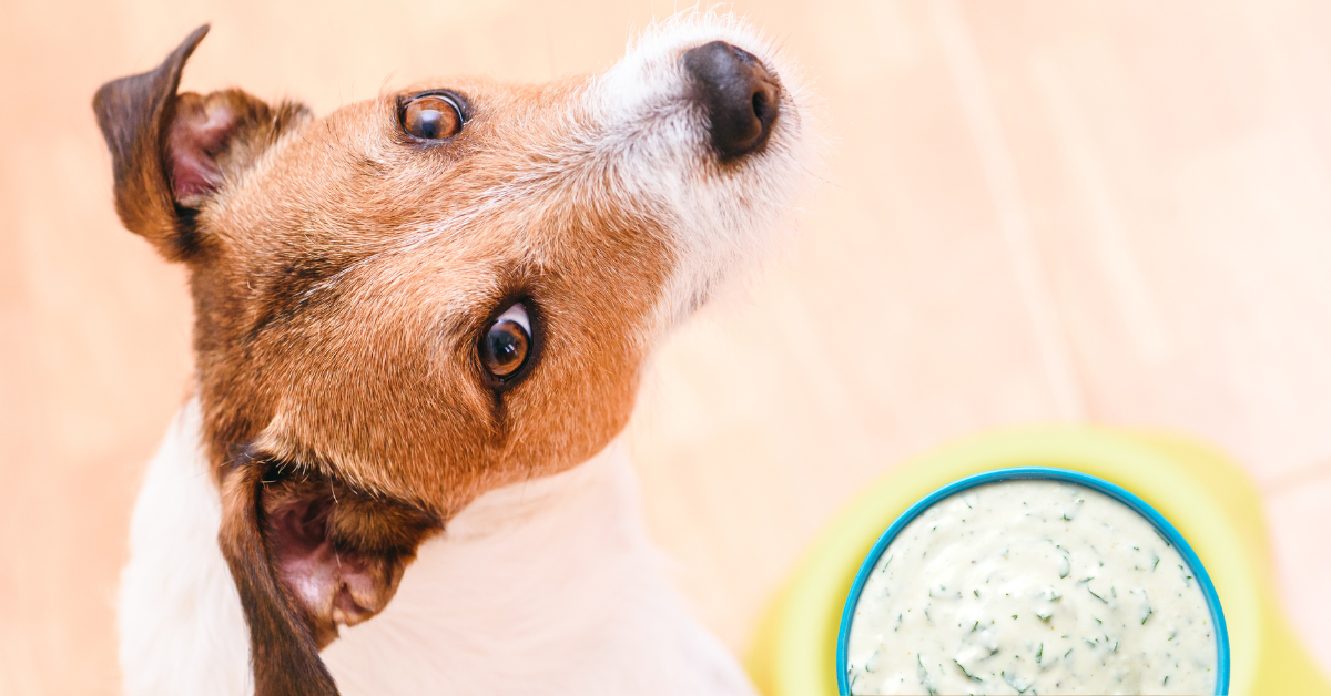Is Ranch Bad for Dogs