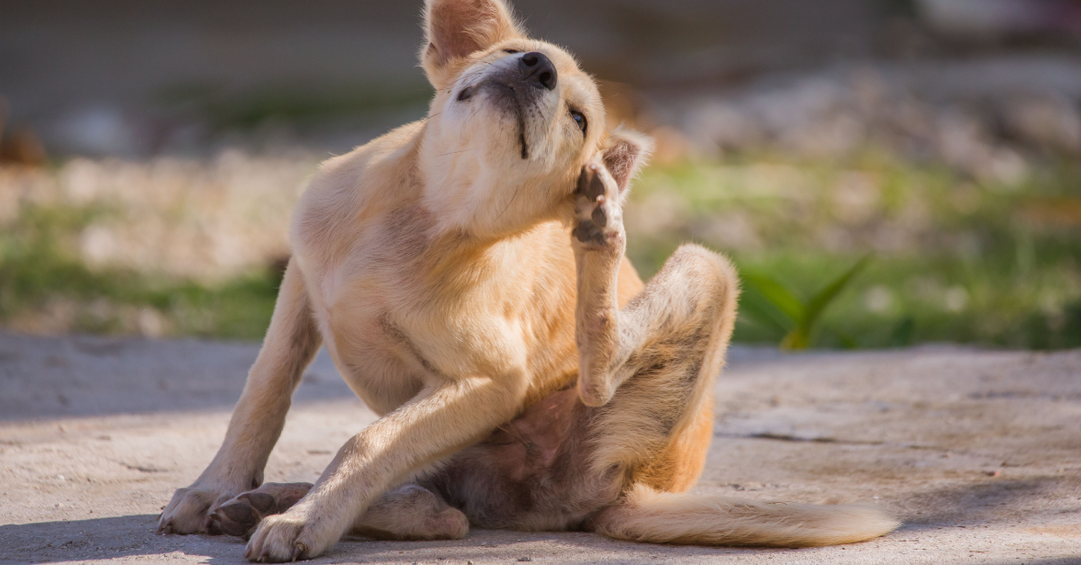 Keep a Watch On Your Dog’s Symptoms