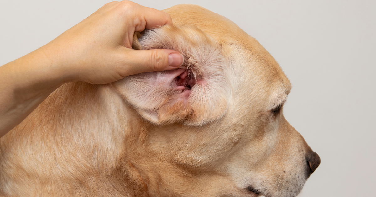 Dog’s Ear Make Squishy Sound? 3 Possible Causes & Remedies