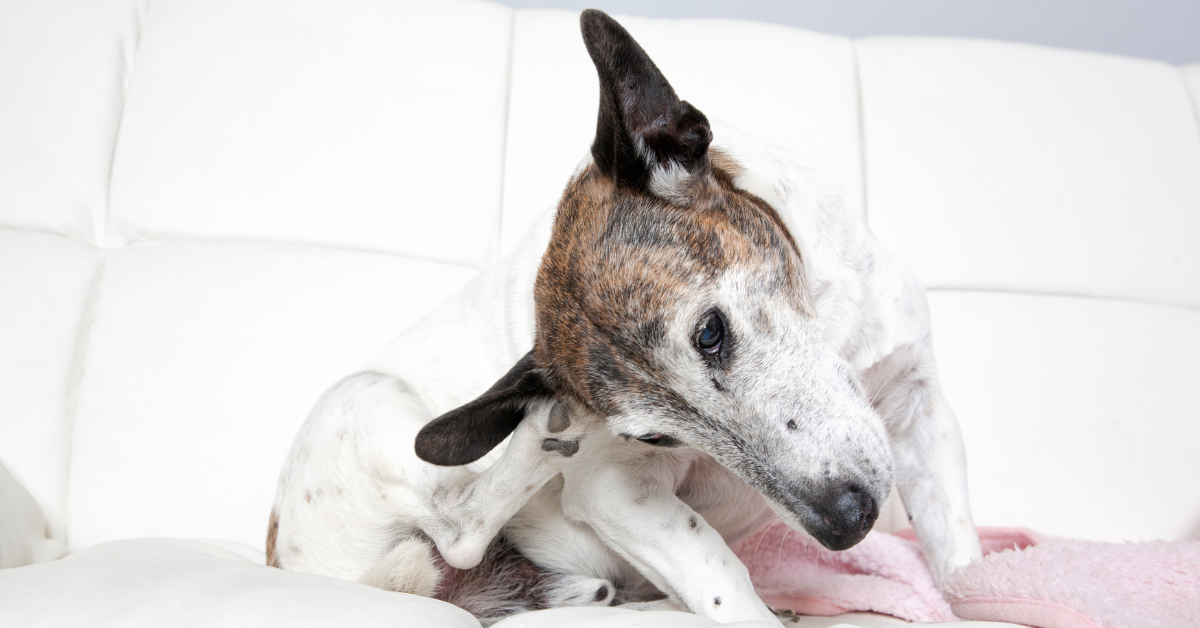 Recognizing Other Symptoms of Ear Problems in Dogs
