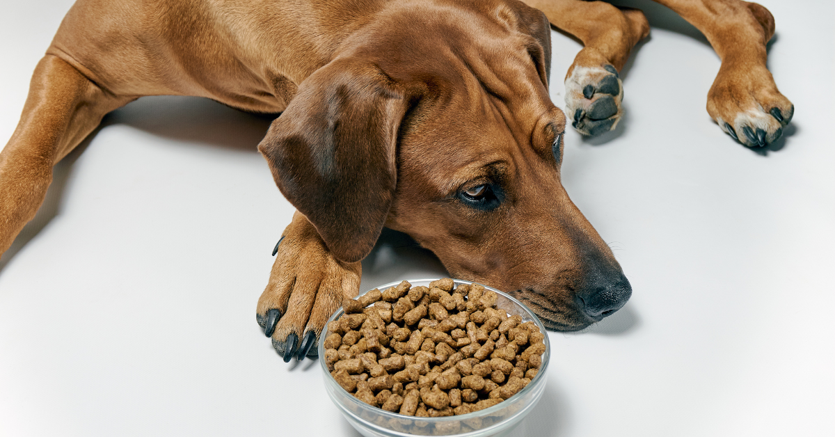 Recognizing Unusual Behavior in Dogs on Rimadyl