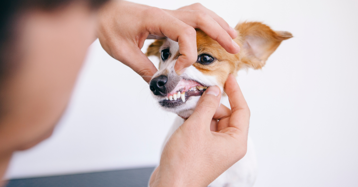 Thoroughly Inspect Your Dog’s Mouth