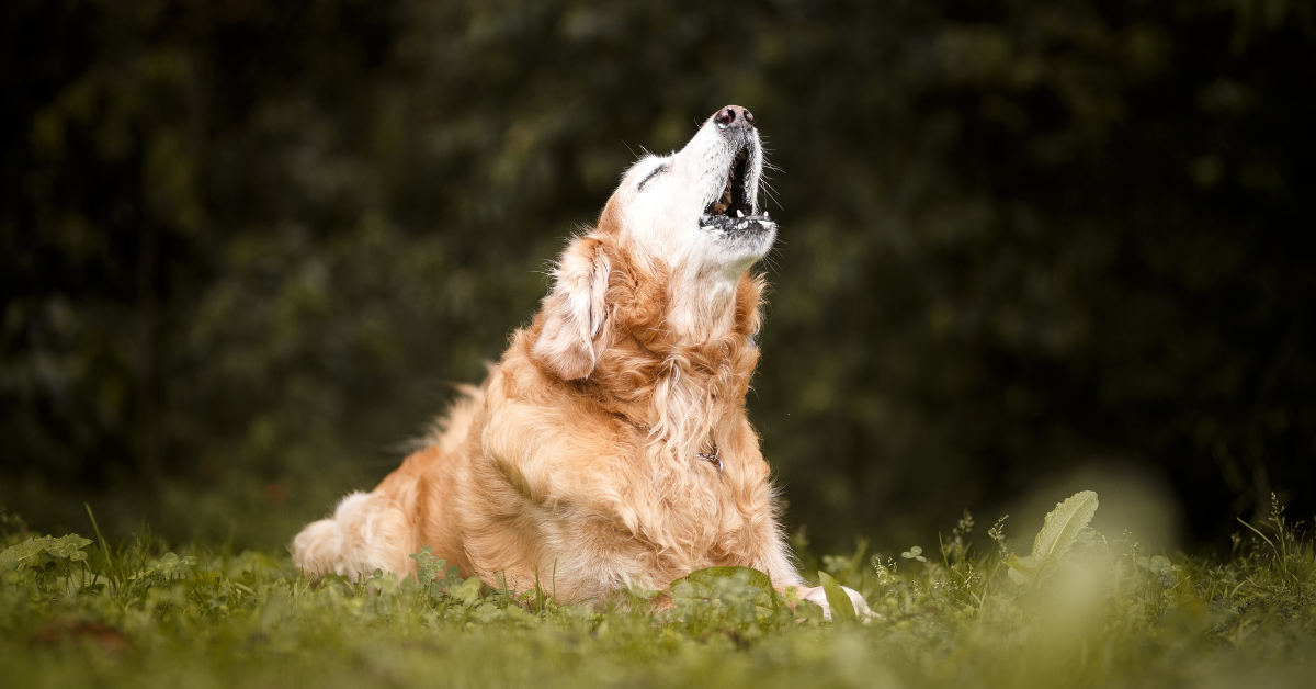 What Are The Pros & Cons Of Making Your Dog Howl