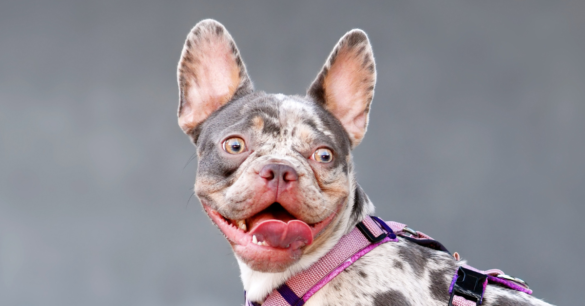 What to Do If Your Dogs Lips Have Turned Pink?