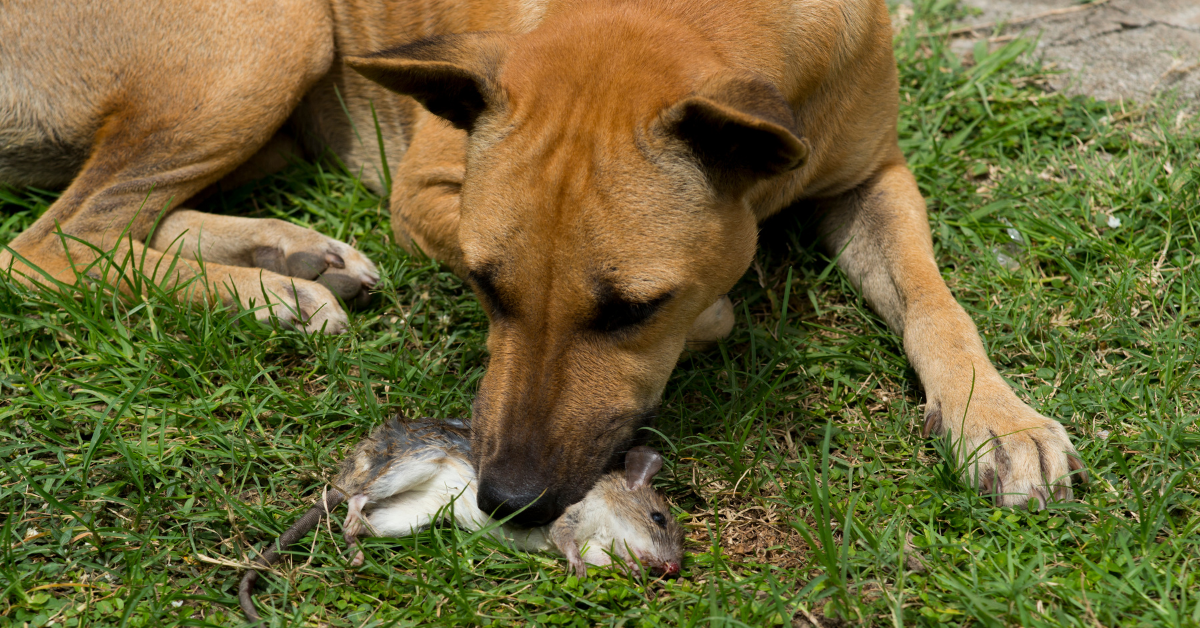 What to Do When Your Dog Killed a Rat?