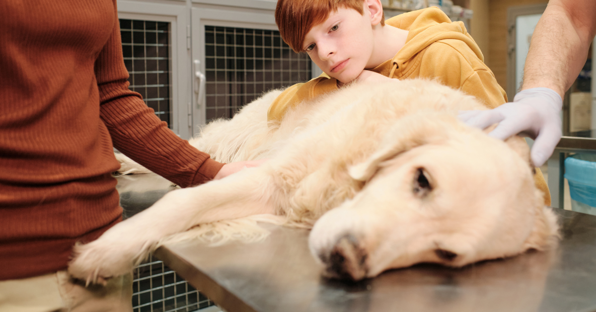 What to Do if Your Dog is Acting Weird on Rimadyl