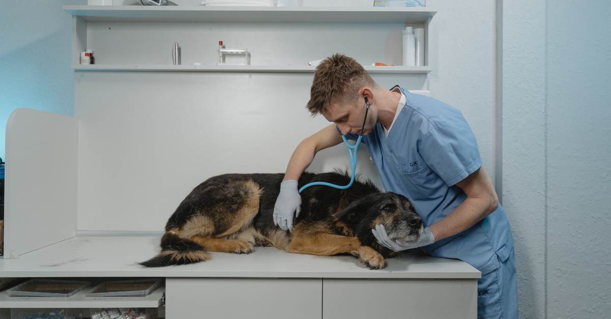 When to Consult Your Vet