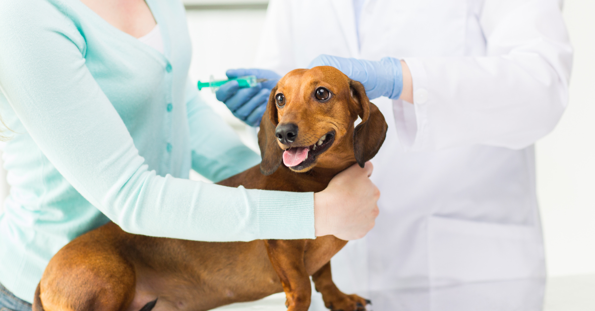 When to Seek Veterinary Assistance