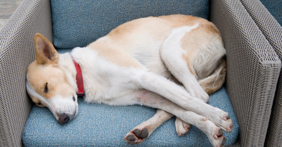 Your Dog Might Be Having an Episode of a Seizure