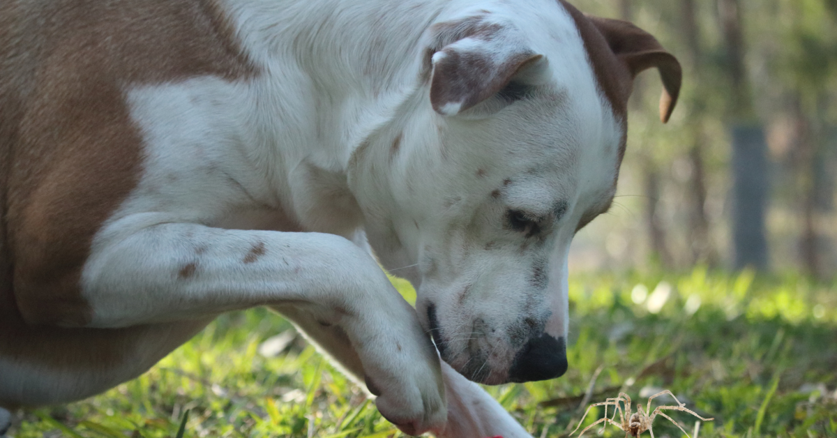 Your Dog Perceives the Spider as His Plaything