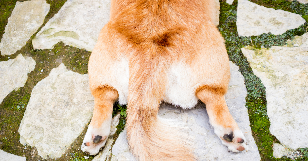 4 Common Causes of Swelling Above Hips in Dogs