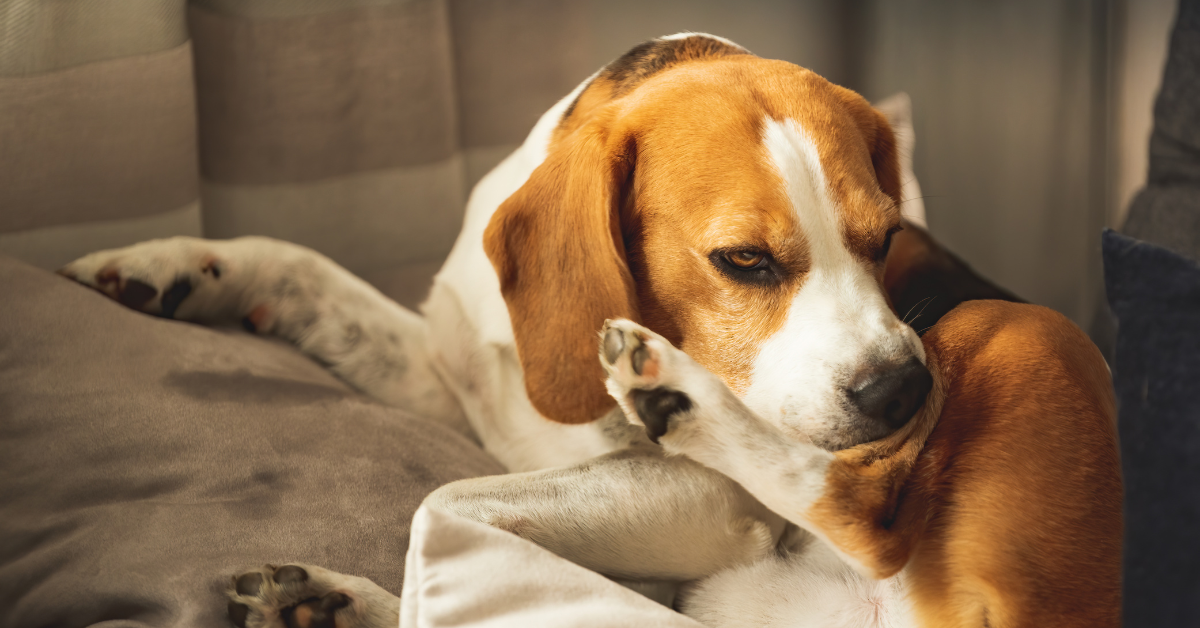 6 Causes of a Sore, Itchy Bum