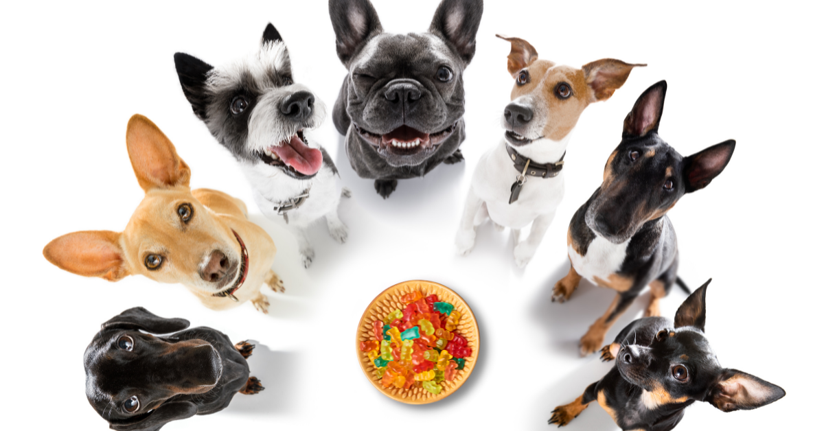 Are Fruit Snacks Good for Dogs