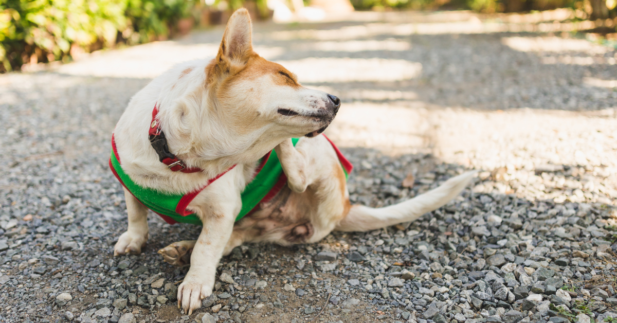 Can Dogs Be Allergic to Figs?