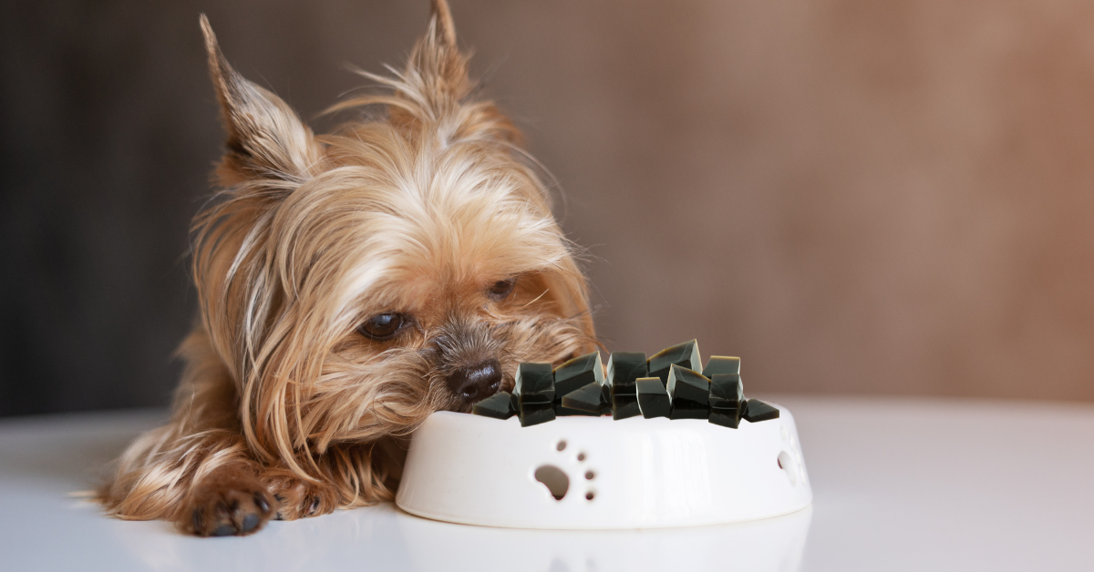 Can Dogs Eat Grape Jelly?