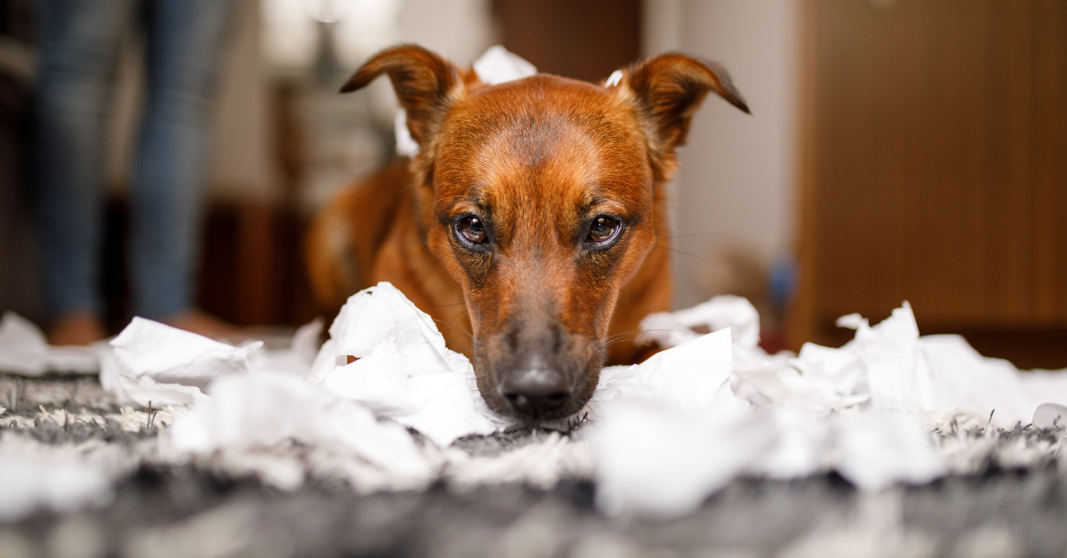 Dangers Of Dogs Eating Paper Towels