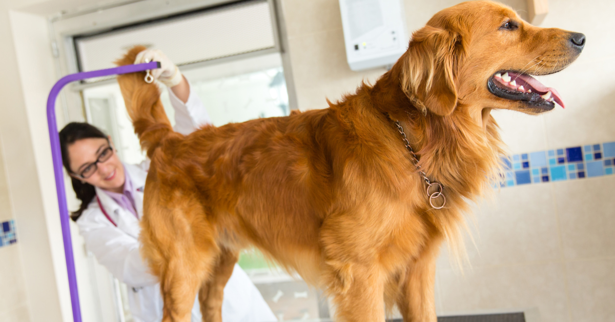 Diagnosis and Treatment Options for Clear Fluid Leakage