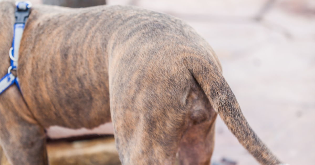 Diagnostic Approaches for Swelling Above Hips in Dogs