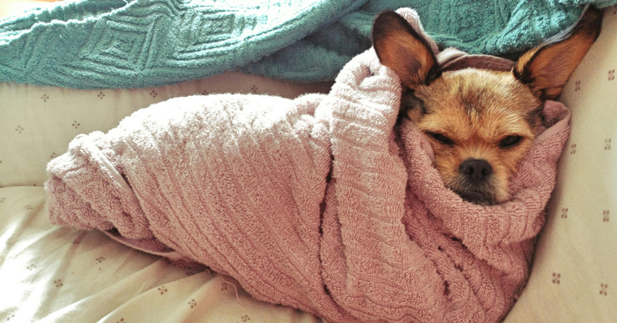 Do Dogs Hibernate?