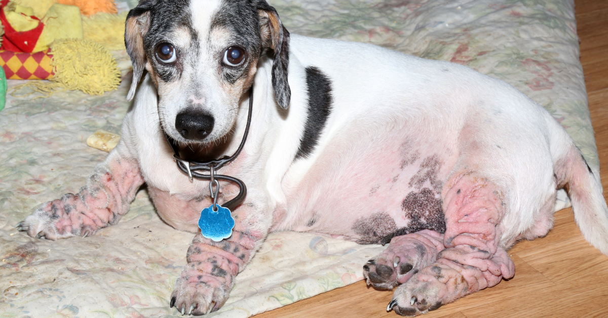 Food/Environmental Allergies