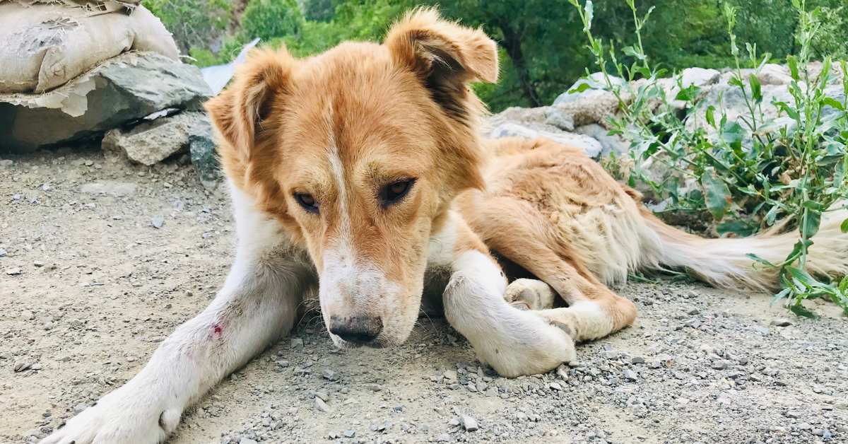 For Legg-Calve-Perthes Disease