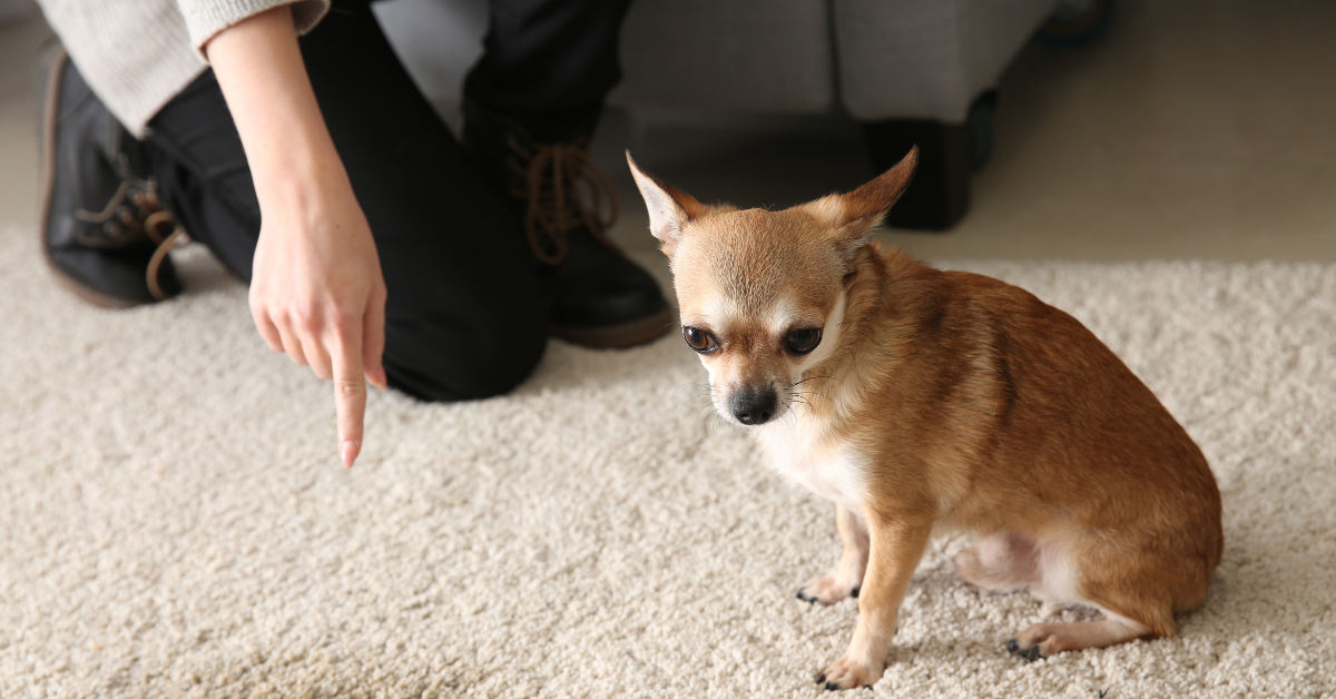 How Do You Avoid Your Dog from Eating Edibles?