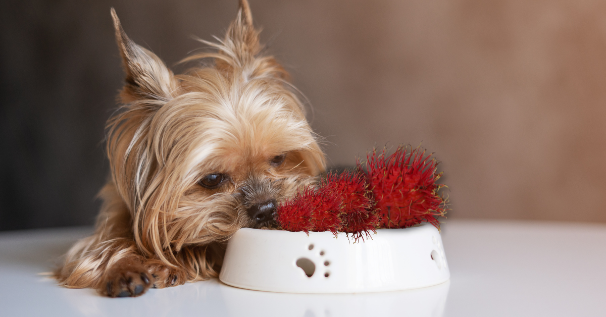 How Much Rambutan Can Your Dog Eat?