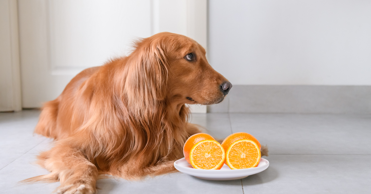 How Much of Oranges Can Dogs Eat