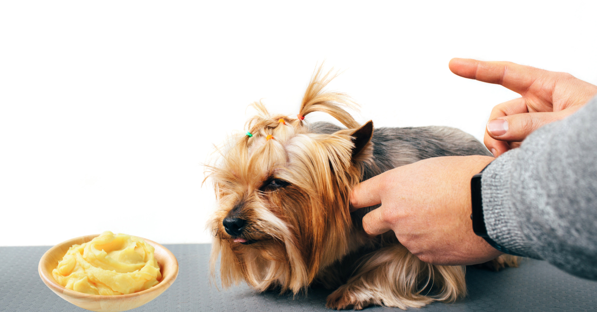 How To Prevent Your Dog From Eating Potato Salad?