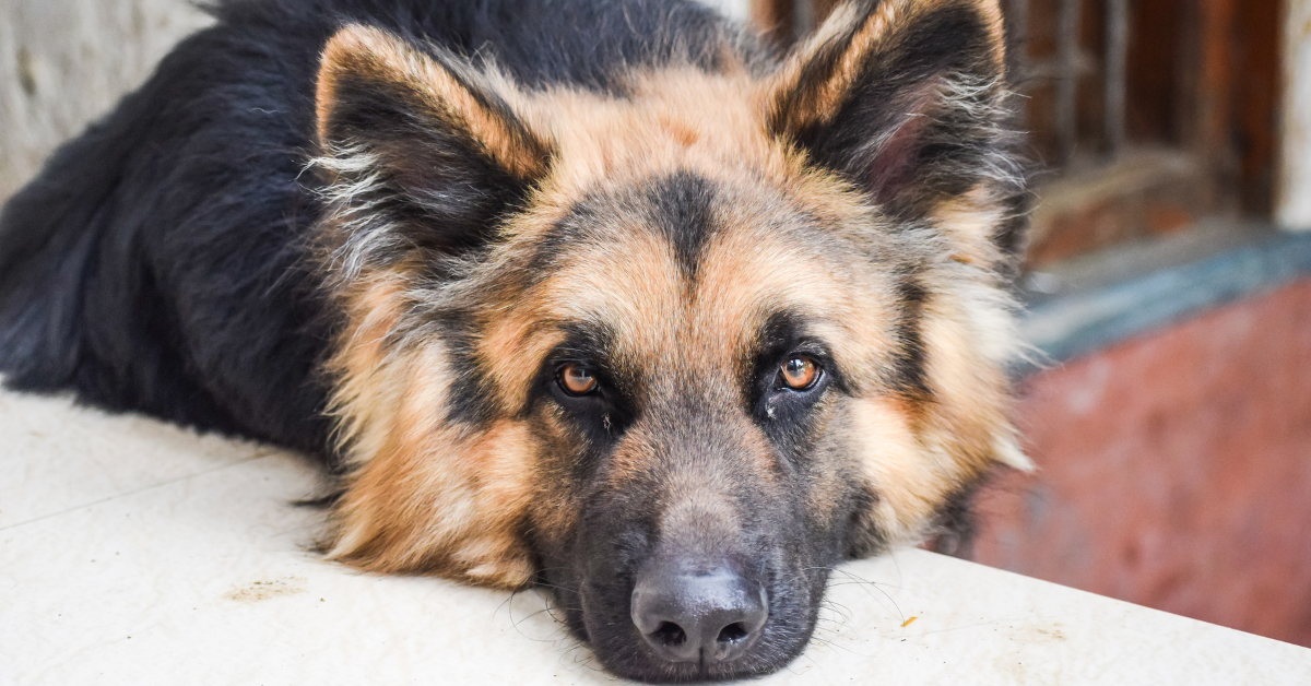 How to Prevent Your Dog From Having Castor Oil In the Future?