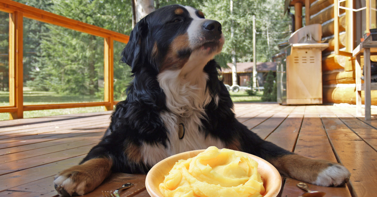 Is Potato Salad Bad For Dogs?